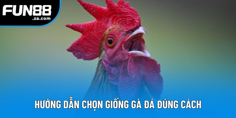 Hướng dẫn cách chọn giống gà đá đúng cách