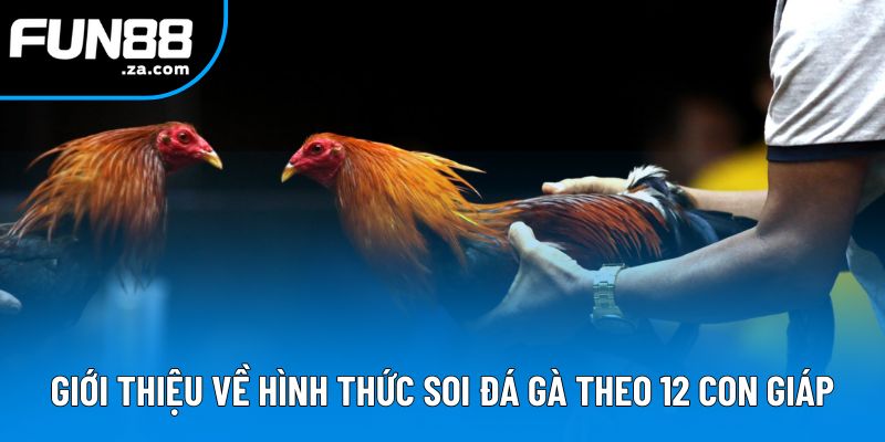 Giới thiệu về hình thức soi đá gà theo 12 con giáp