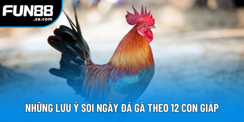 Những lưu ý khi thực hiện soi ngày đá gà theo 12 con giáp