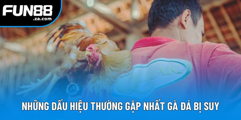 Những dấu hiệu thường gặp nhất trong gà đá bị suy