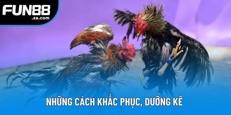 Những cách khắc phục, dưỡng kê trước khi ra chiến trận