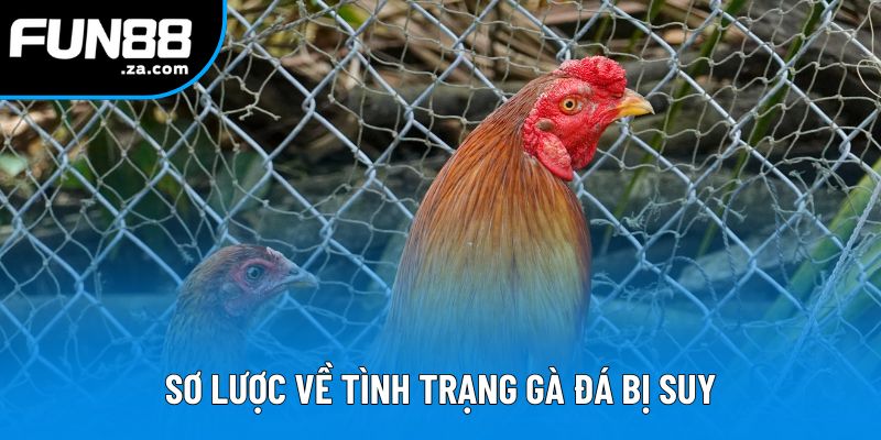 Sơ lược về tình trạng gà đá bị suy